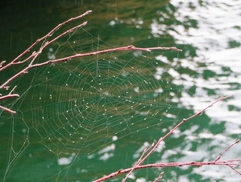 Spider web full of bugs