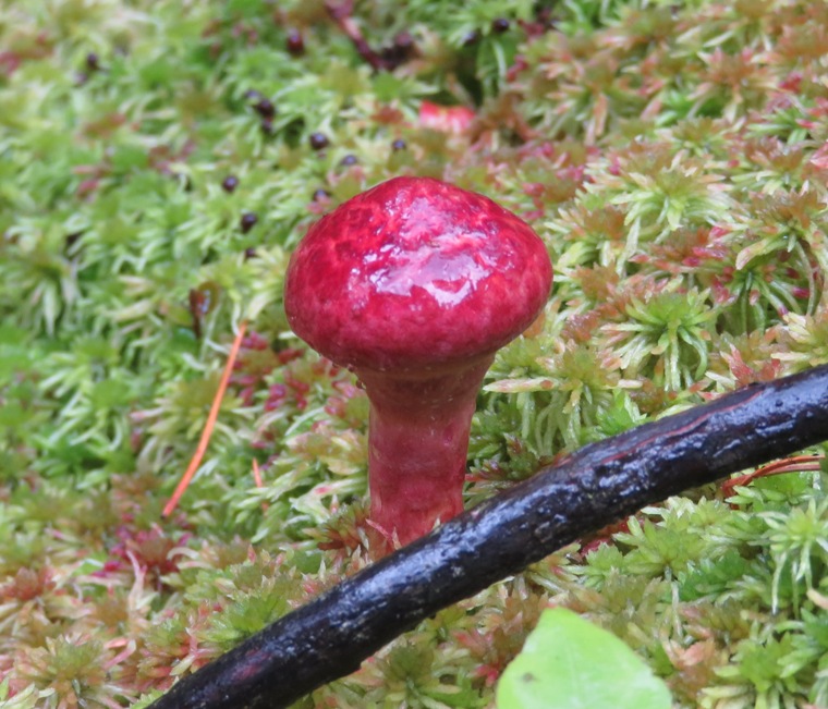 Red mushroom surrounded by moss