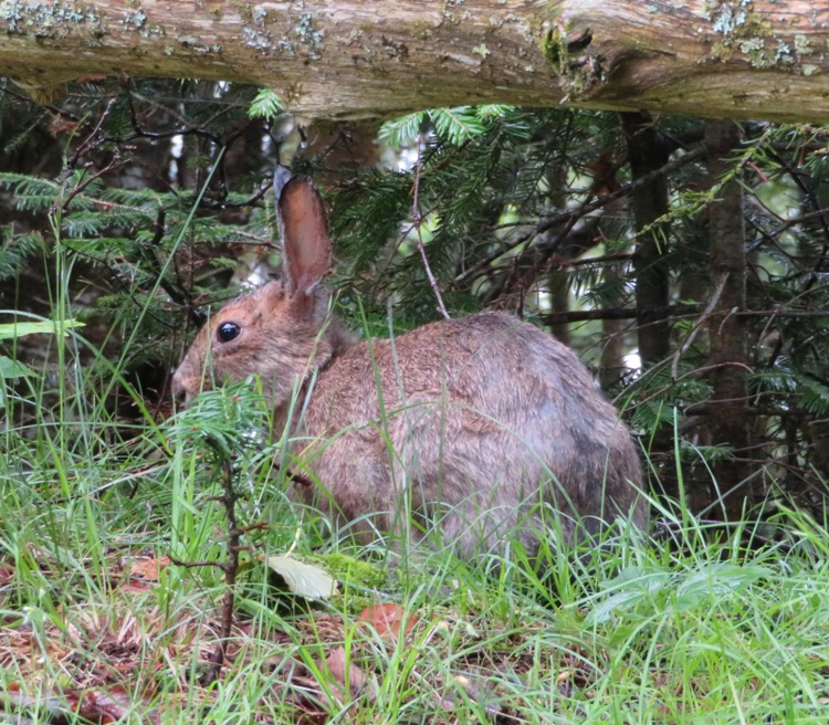 Large rabbit