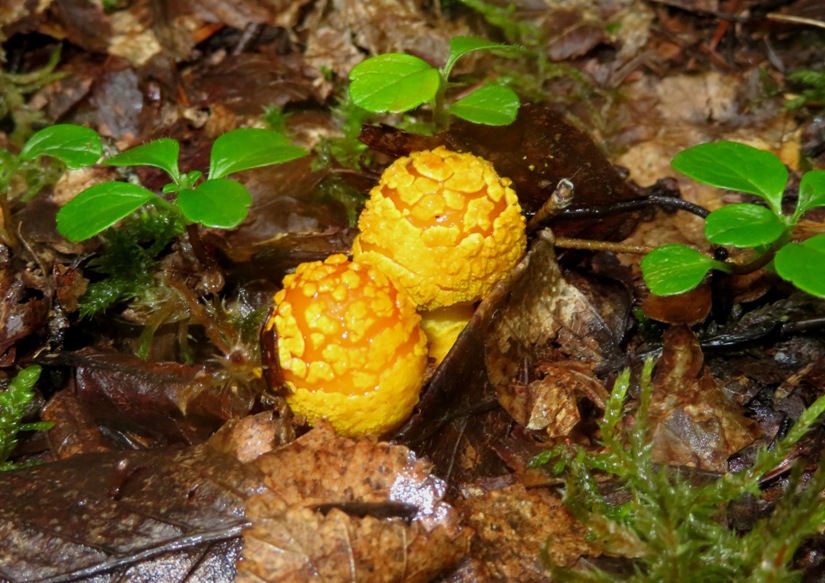 Two yellow-orange mushrooms