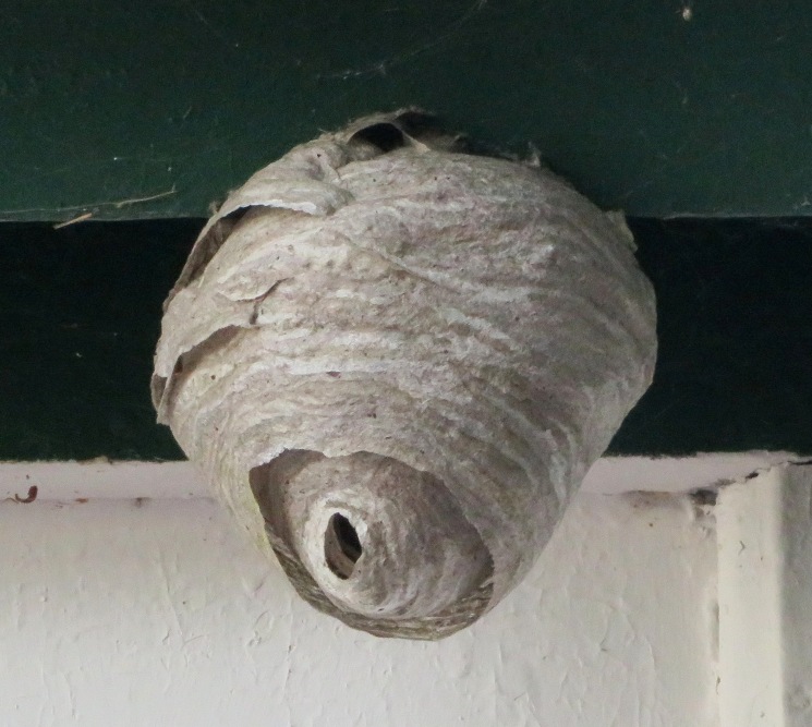 Paper wasp nest