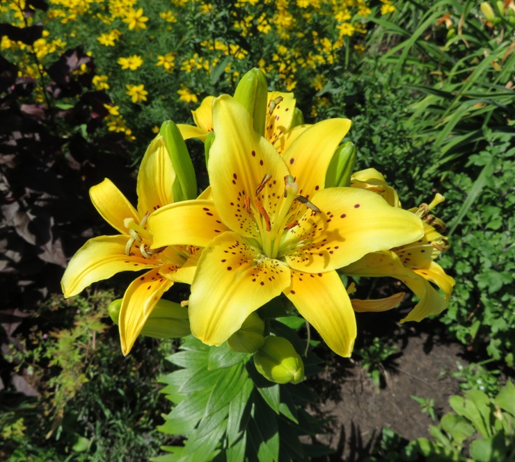 Yellow flowers