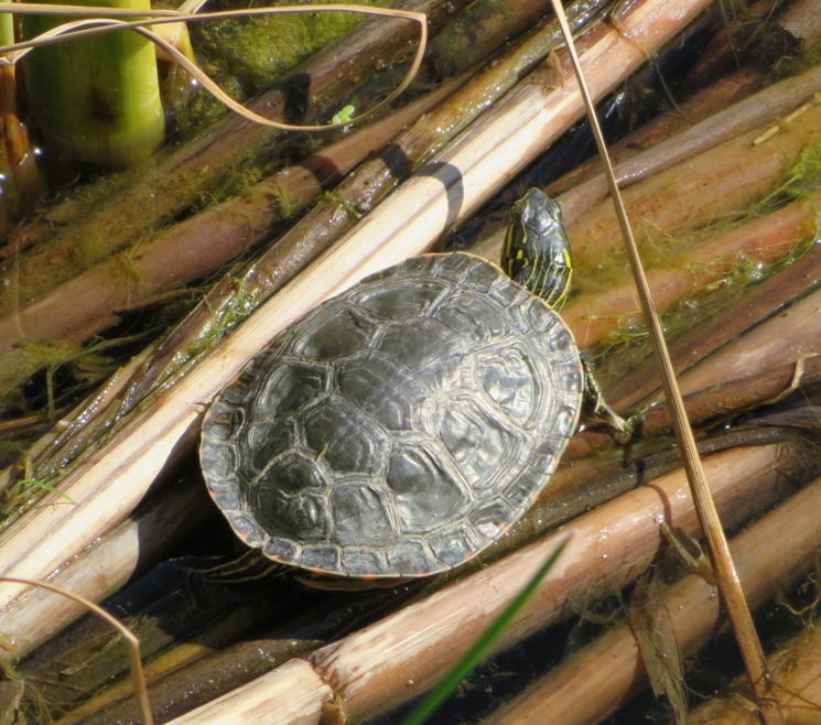 Overhead view of turtle