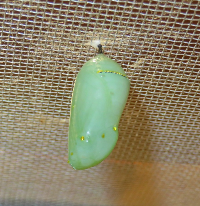 Monarch chrysalis hanging from wire mesh