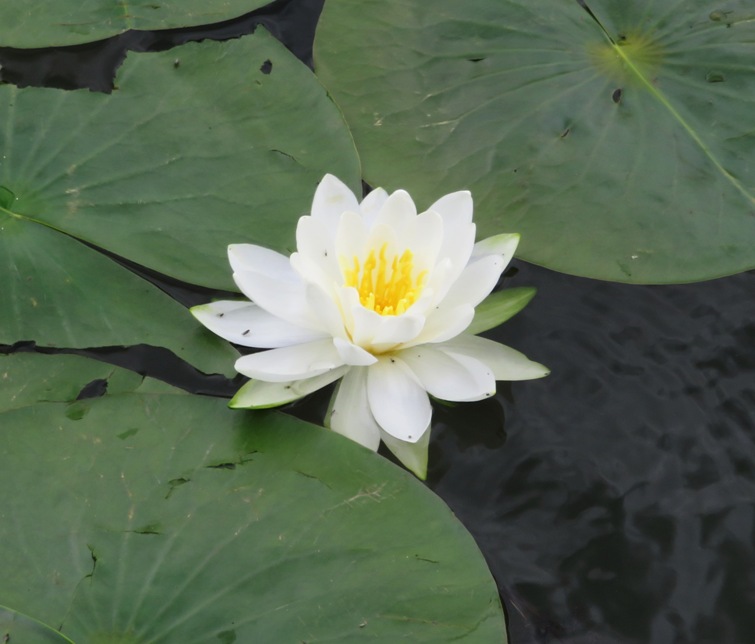 White petal water lily