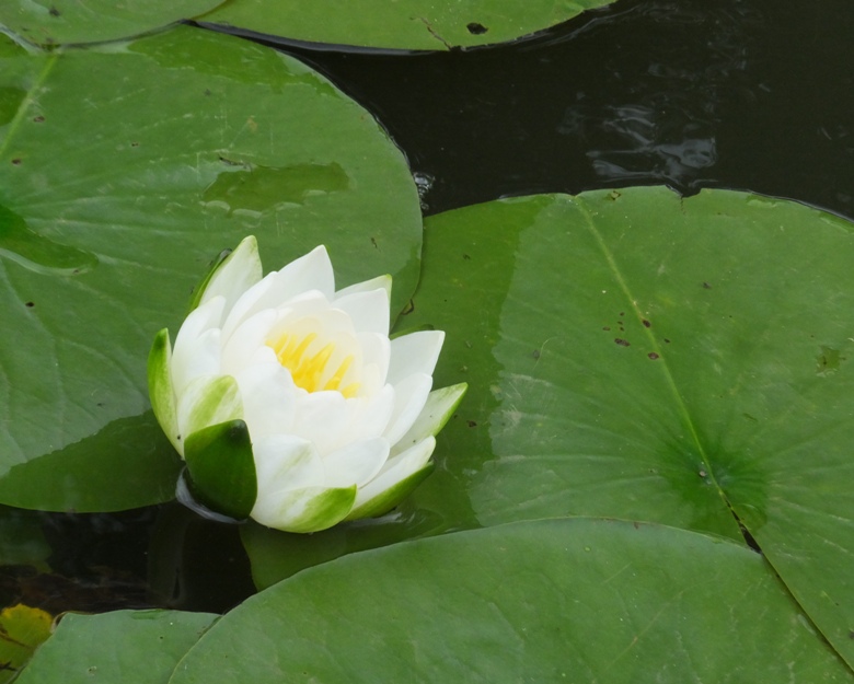 Side view of water lily