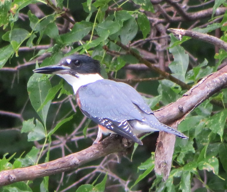 Kingfisher bird perched in tree