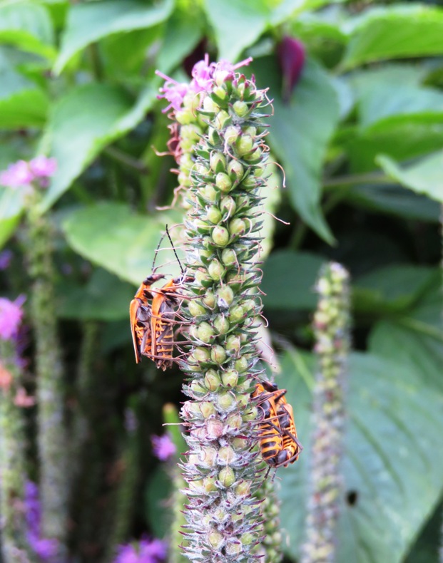 Goldenrod soldier beetles, some mating