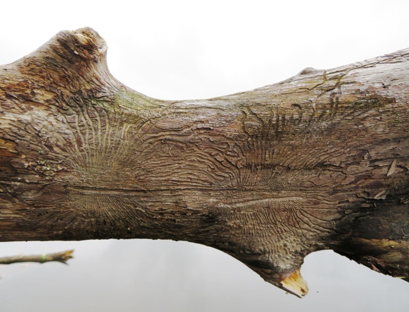 Wood with patterns created by burrowing worms