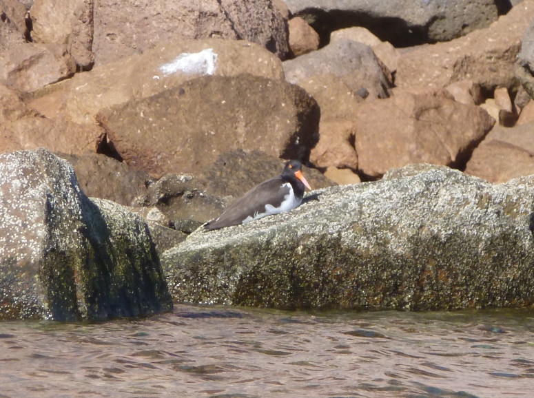 Adult American oystercatcher perched on rock