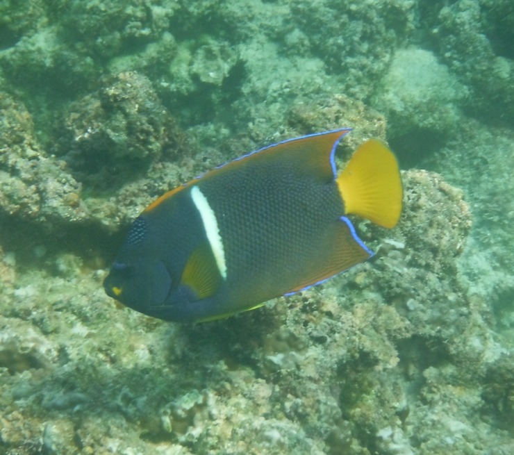 An angelfish