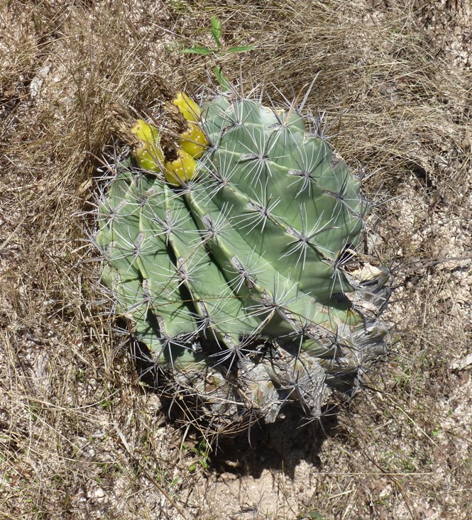 Barrel cactus