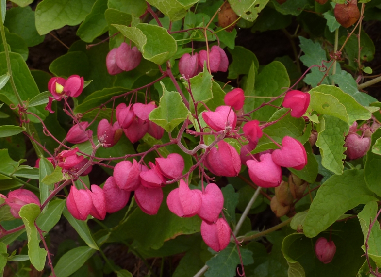 Desert bleeding heart flowers