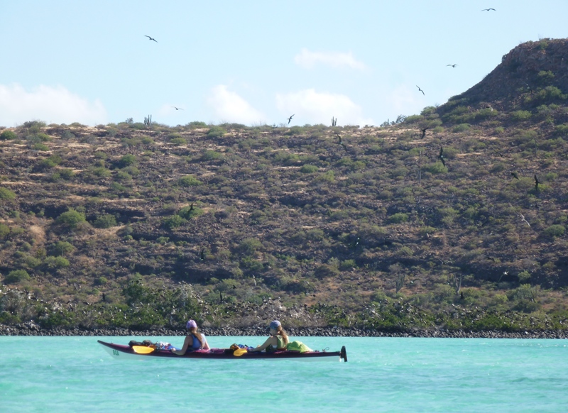 Frigate birds in trees in the distance with a kayak in the foreground