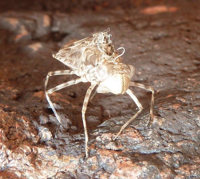 Insect skin moult