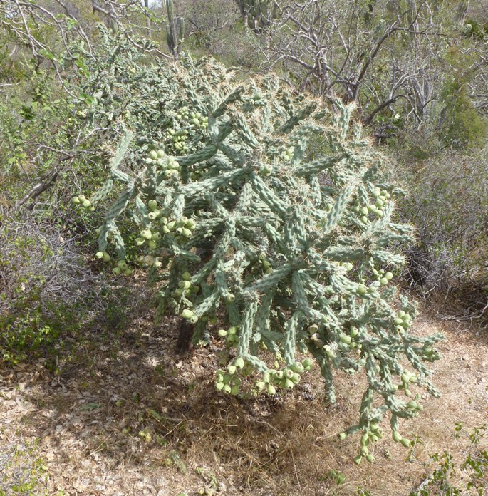 This cactus had something shaped like prickly pears at the ends of its branches