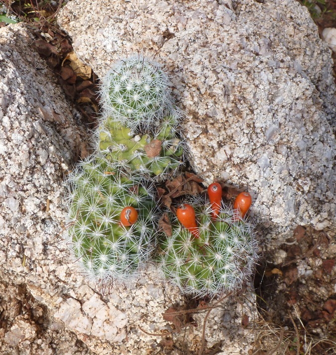 This tiny cactus grew fruit that was huge in comparison to the plant.  I thought it tasted like kiwi but not as sweet