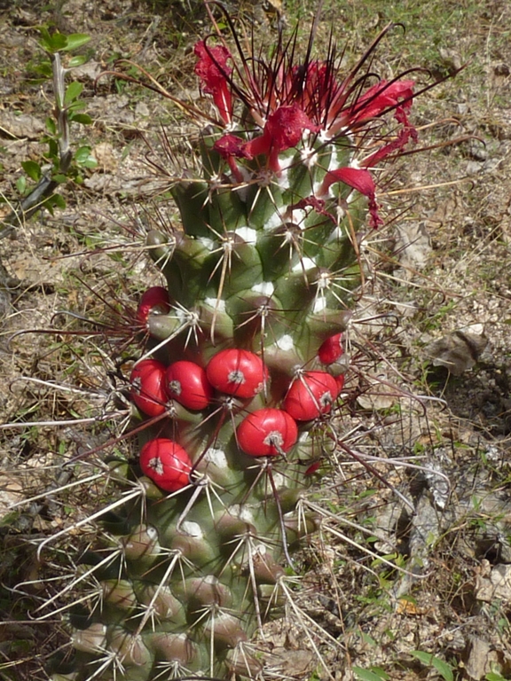 Long needles on cactus with bright red circles