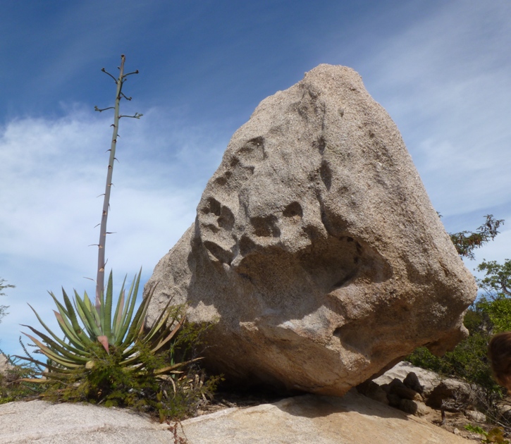 Century plant next to huge boulder