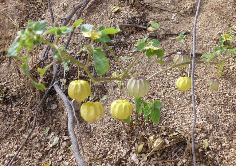 Chinese lantern plant