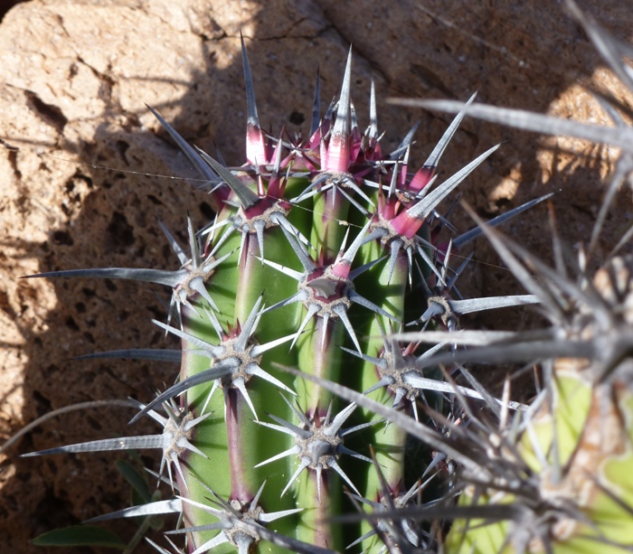 Close-up of cactus