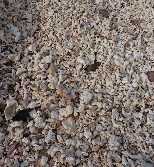 Sun-bleached coral and shells