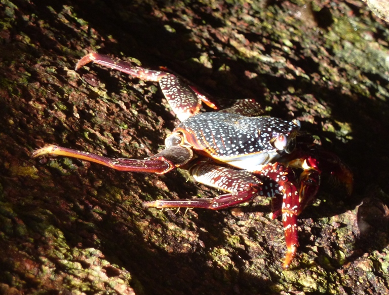 Reddish crab