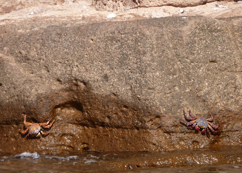 Two crabs on rock