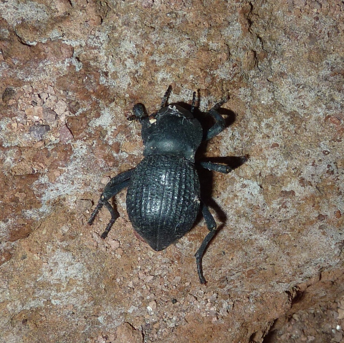 Dung beetle