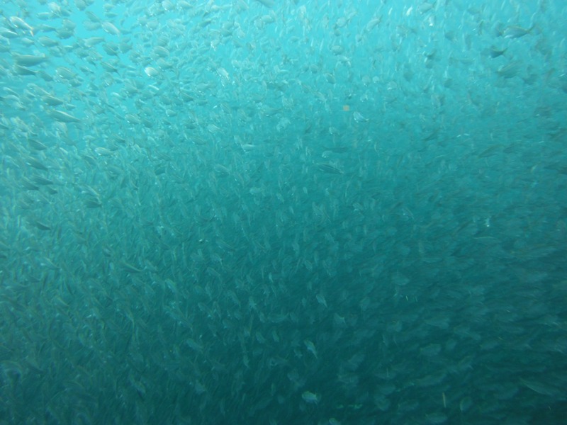 Hundreds of fish swimming