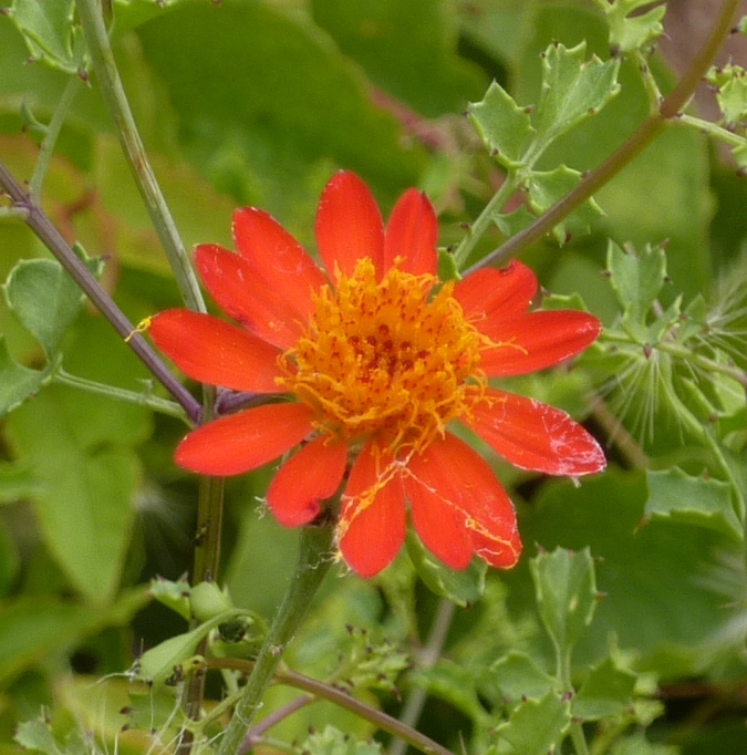 Orange flower