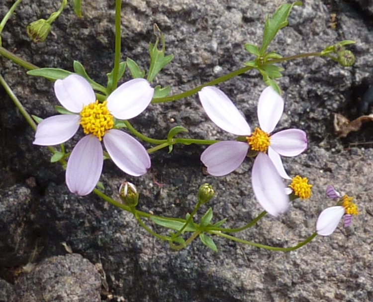 Two flowers with white petals and yellow center