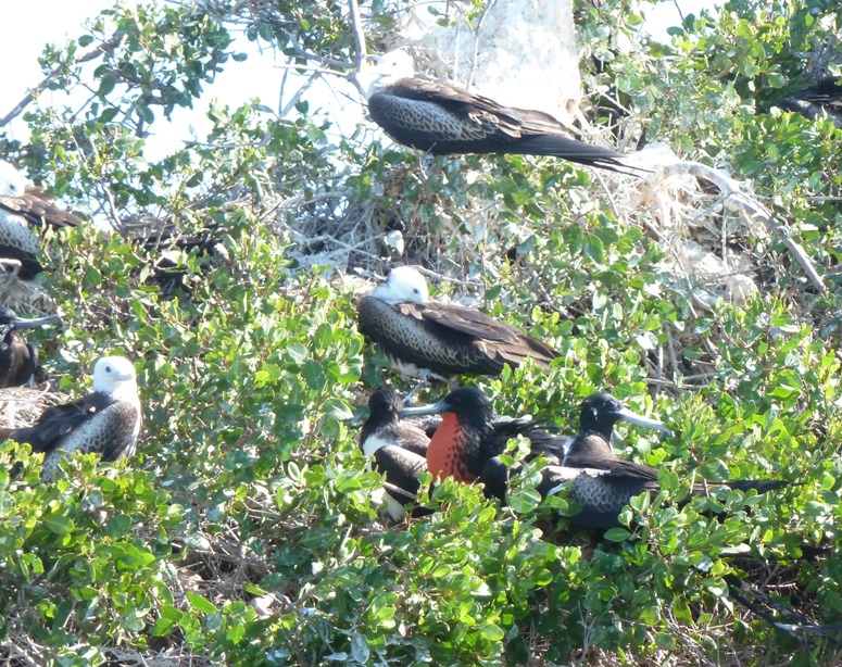 Frigate birds in tree