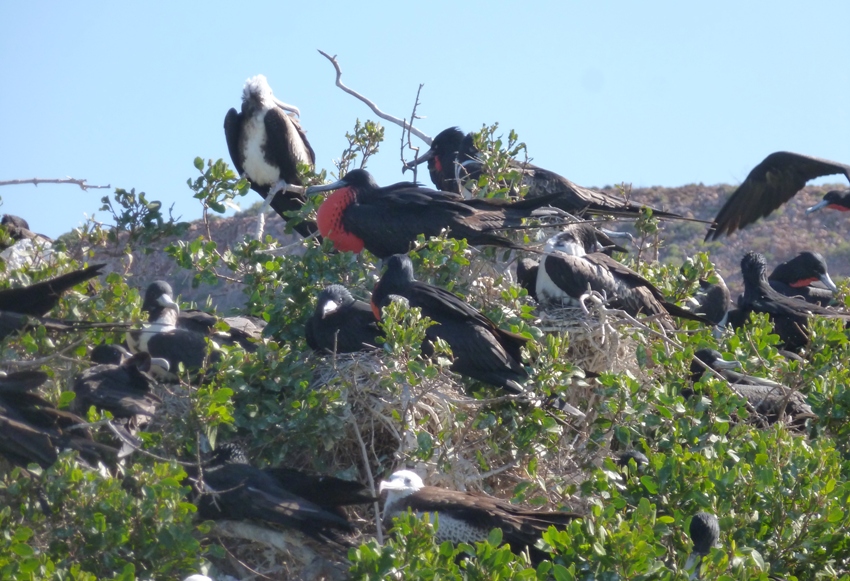 Frigate birds in tree