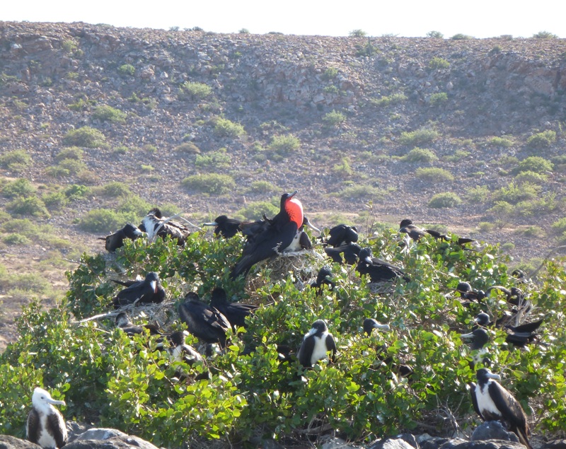 Frigate bird puffing out his red chest