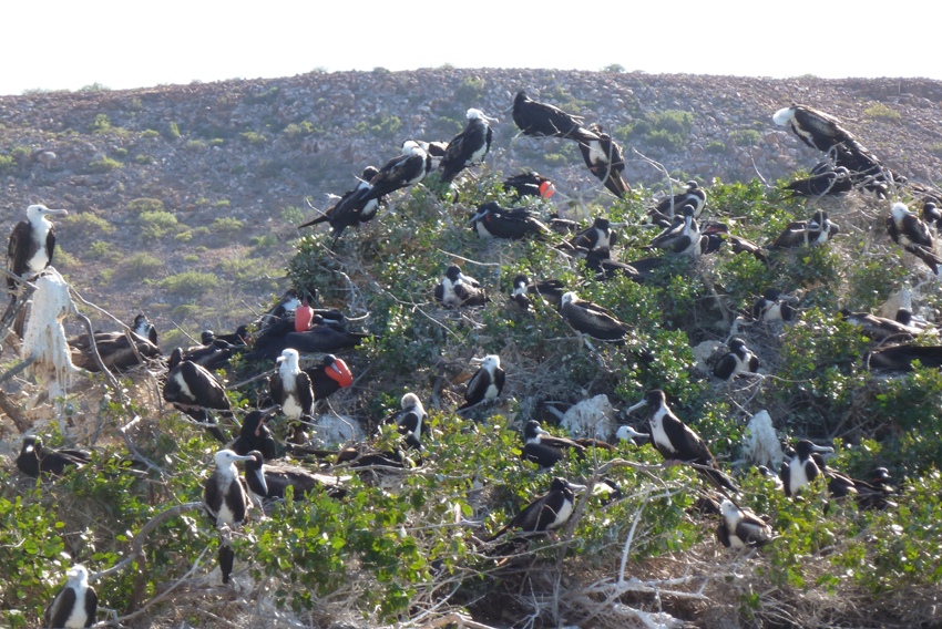 Several frigate birds, showing different colorations