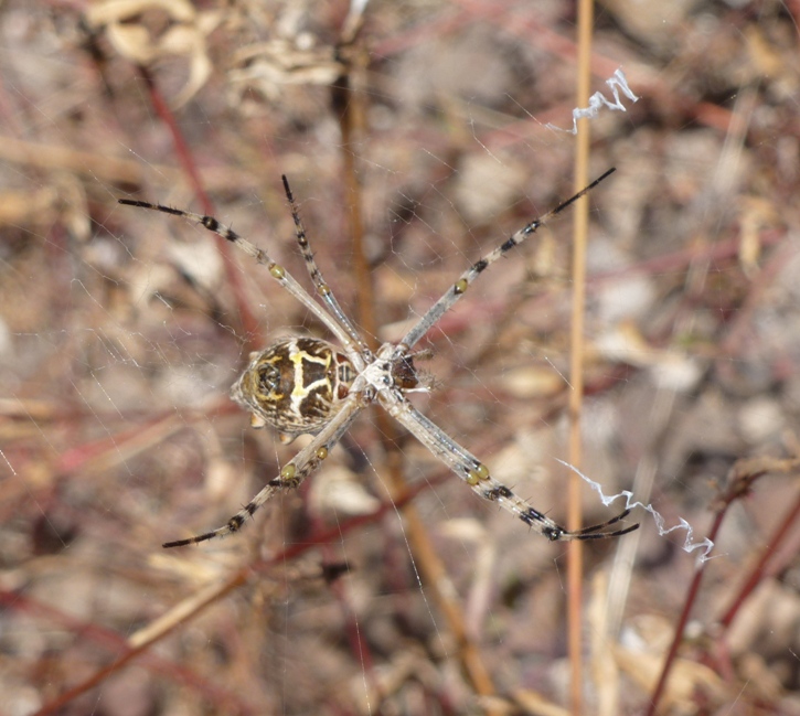 Possibly a garden spider in web