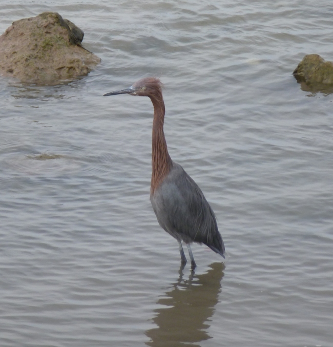 Reddish egret standing in the water