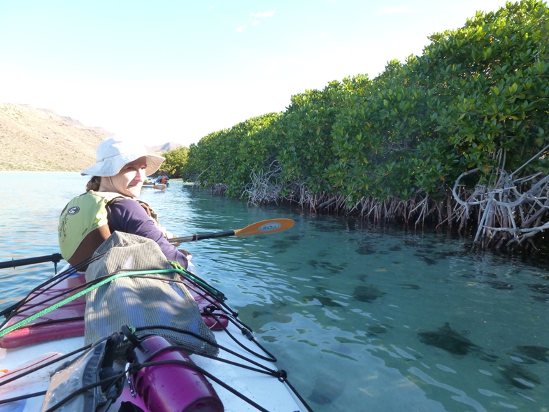 Norma in the kayak by mangrove plants