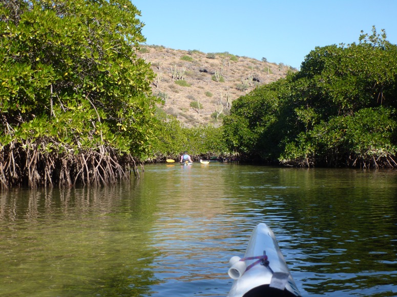 Kayaking through the mangrove swamp with plant roots exposed