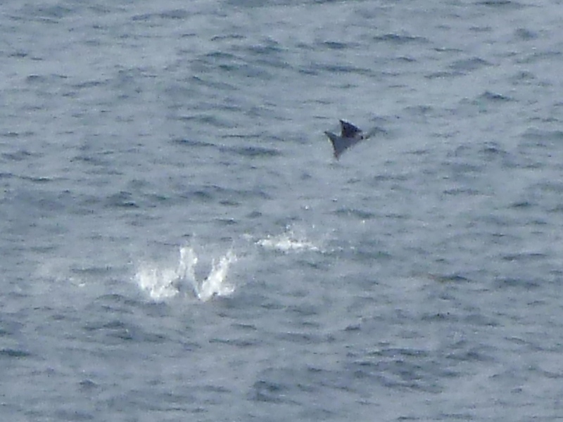 Mobula ray jumping out of the water