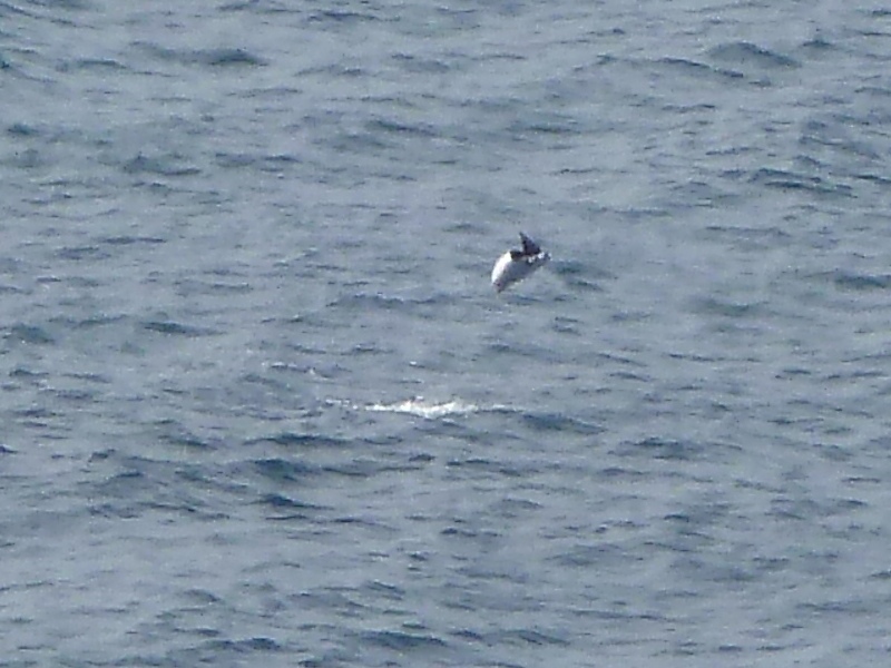 Mobula ray jumping out of the water with wings curled