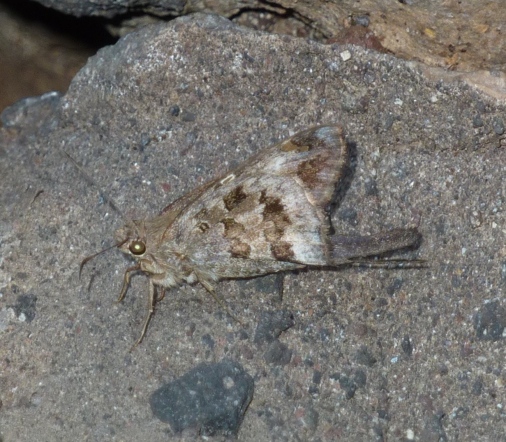 Moth on rock