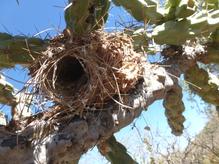 Bird nest on cactus