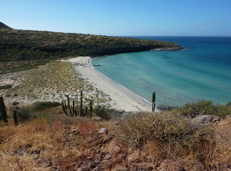 Beach, cacti, and clear water