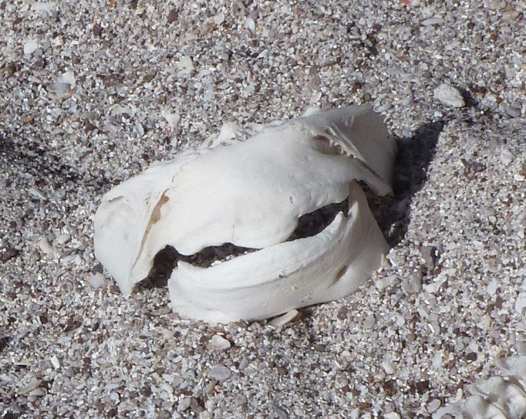 Parrotfish jawbone