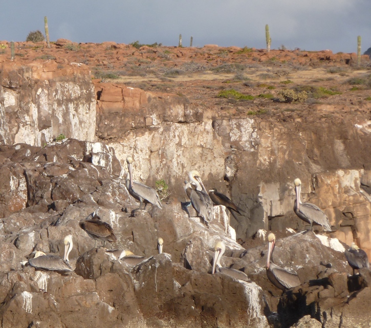 Brown pelicans on rocks