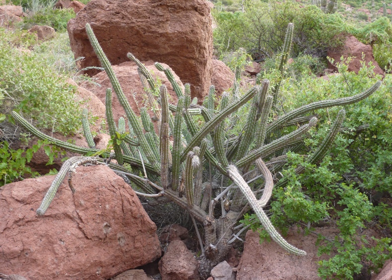 Healthy pitaya cactus