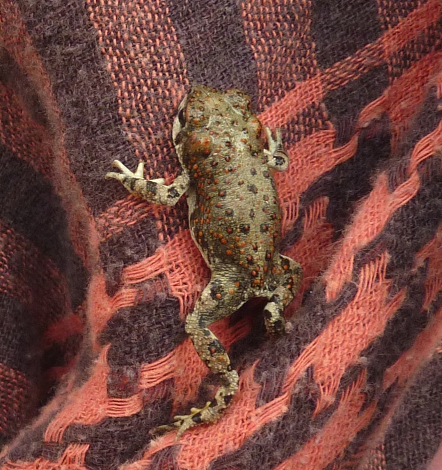 Red-spotted toad clinging to clothes