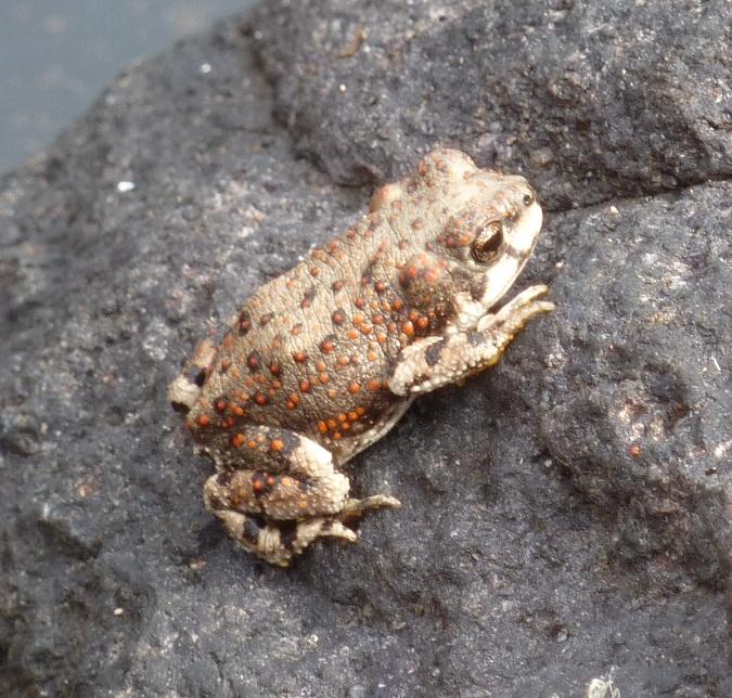 Red-spotted toad on rock